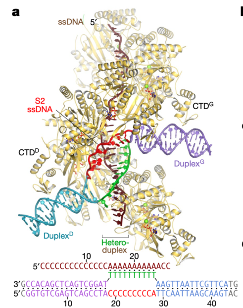 Cryo-EM structure of RecA synaptic complex
