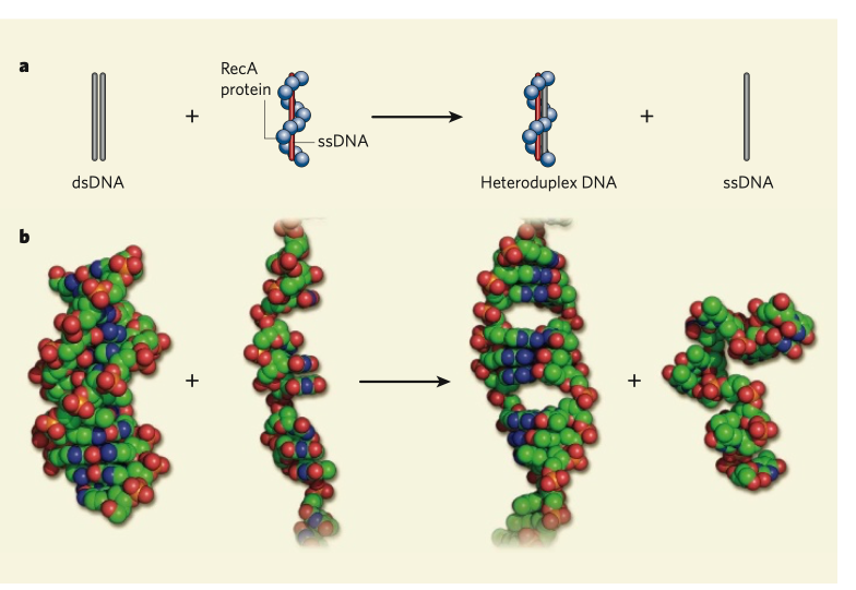 RecA strand exchange mechanism
